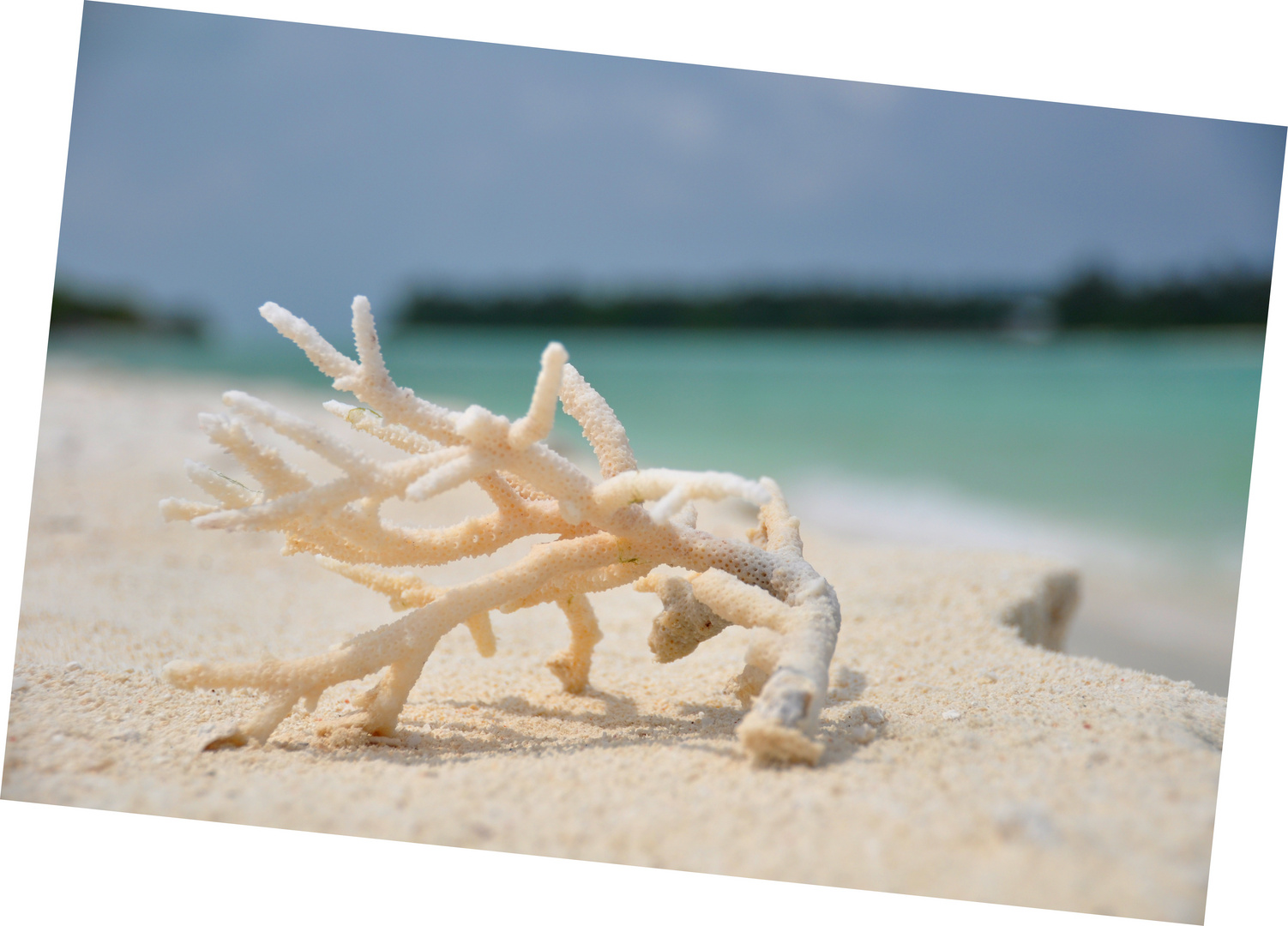 Coral, whitesand and sea