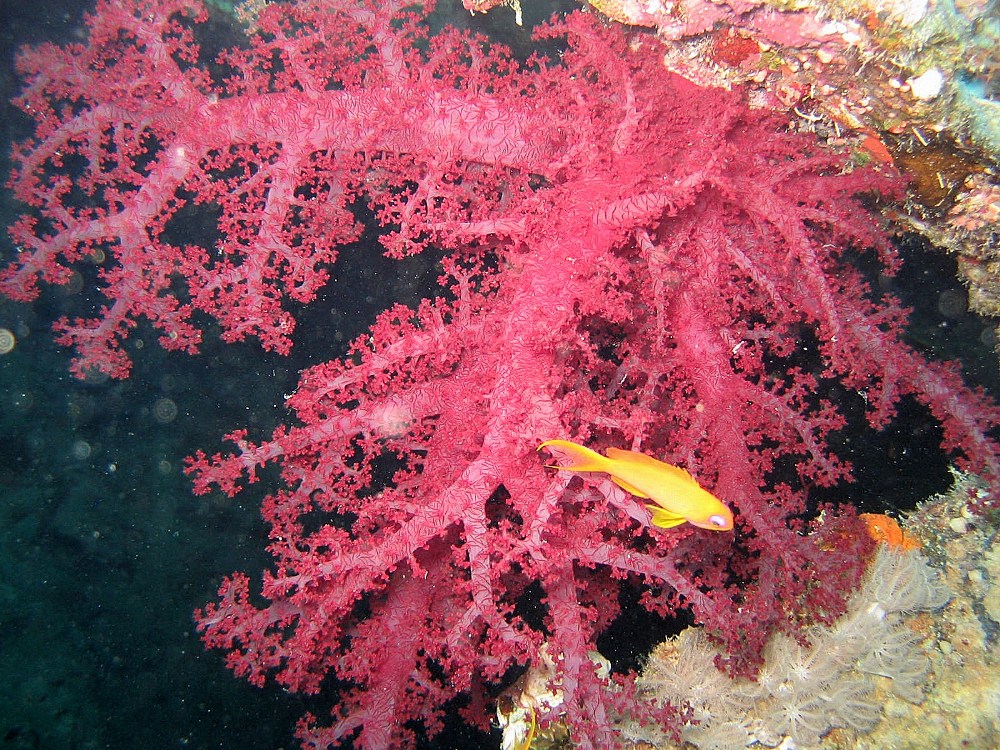 ...Coralli del Mar Rosso...