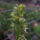 Corallorhiza trifida, Korallenwurz