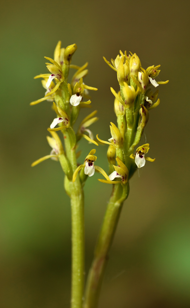 Corallorrhiza trifida