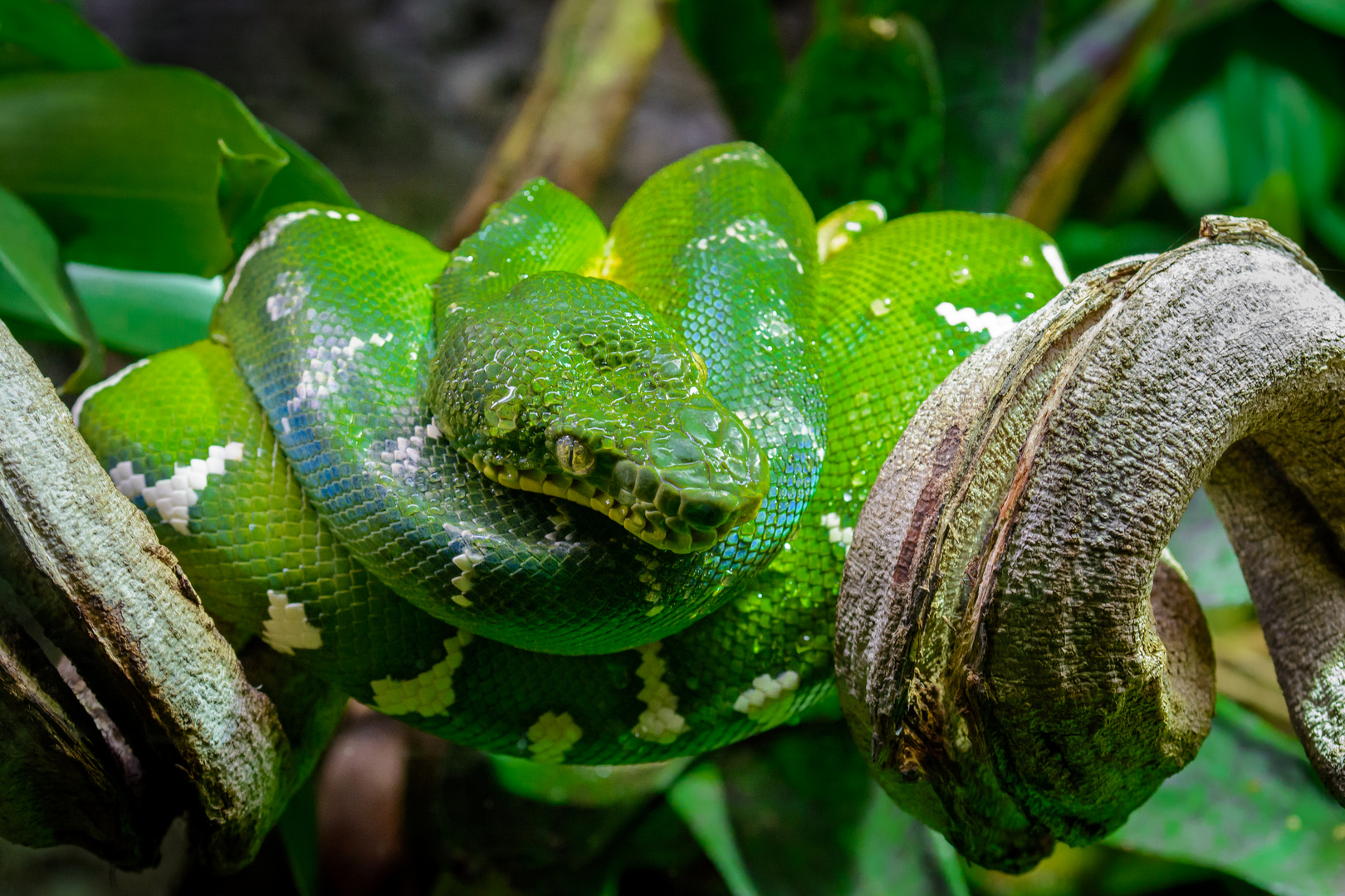 Corallus caninus