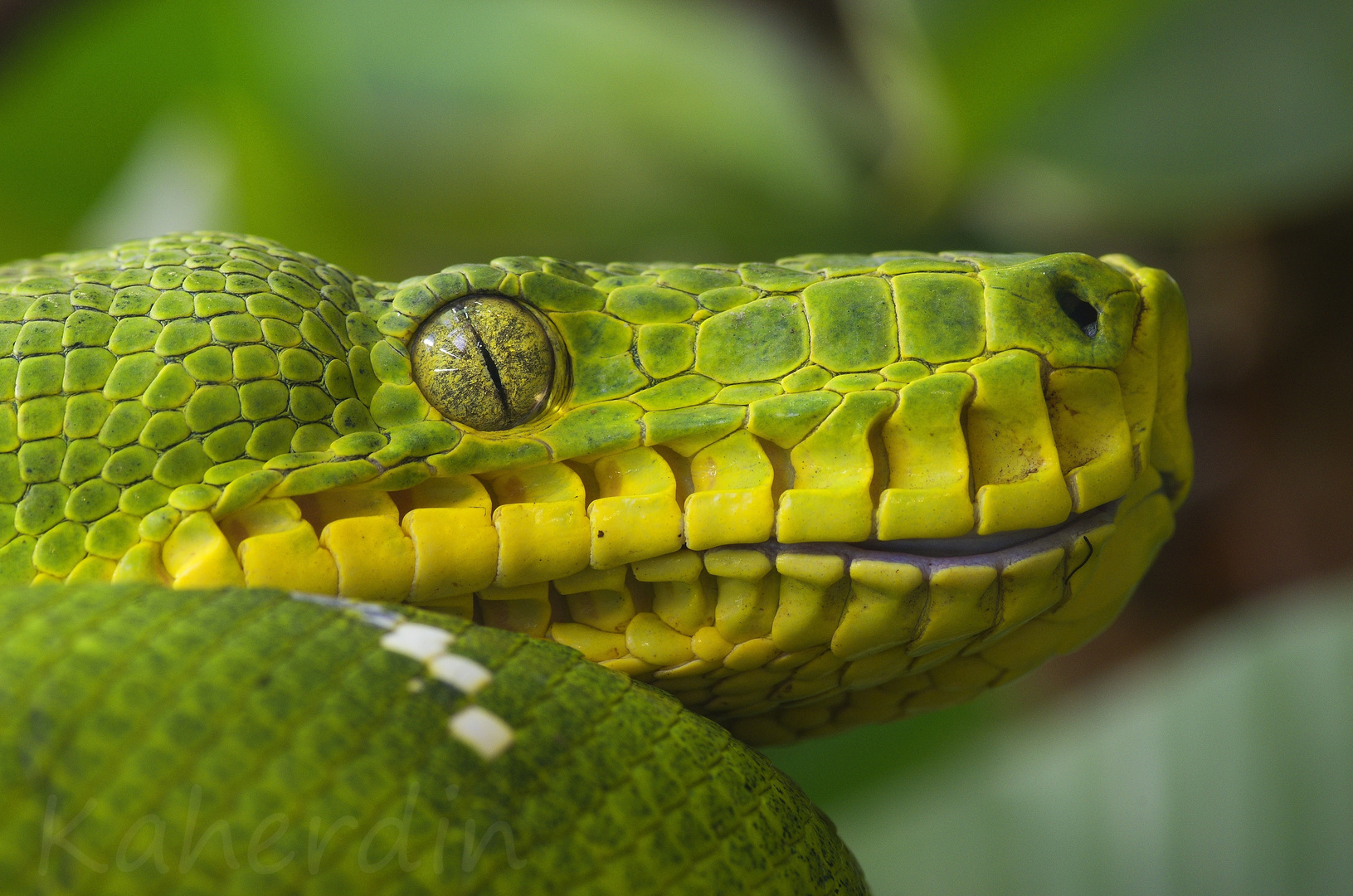 Corallus caninus