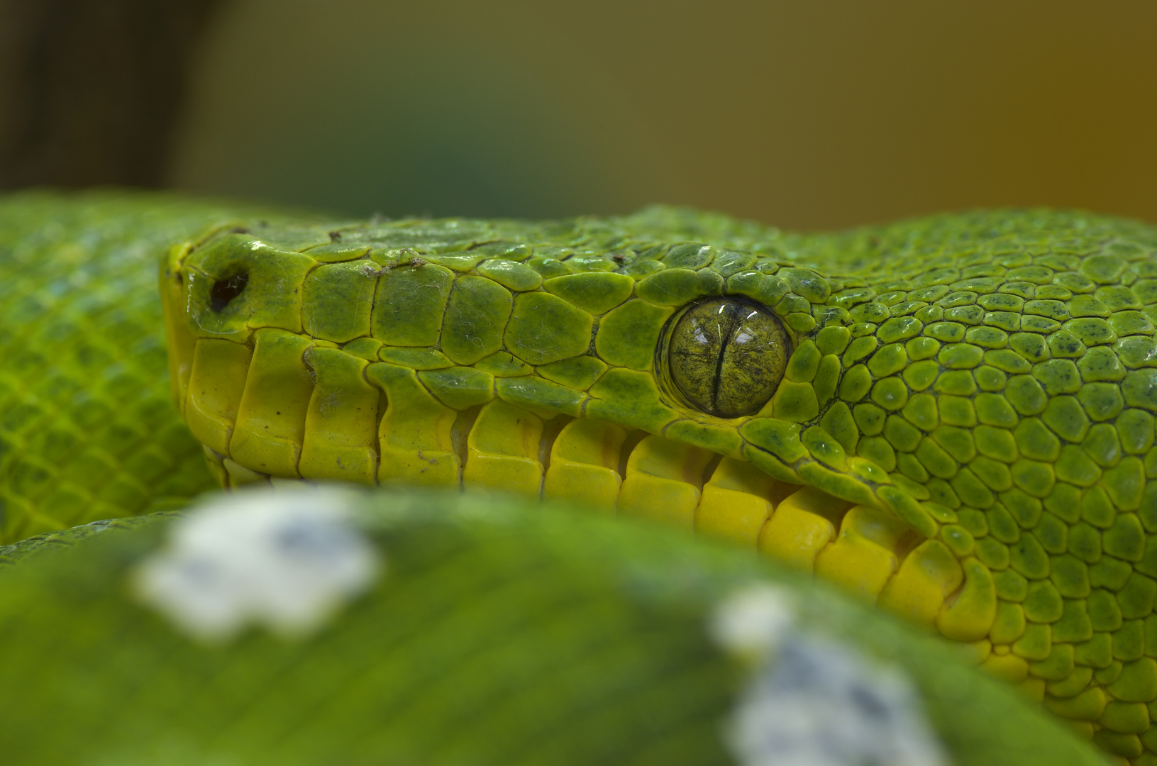 Corallus caninus