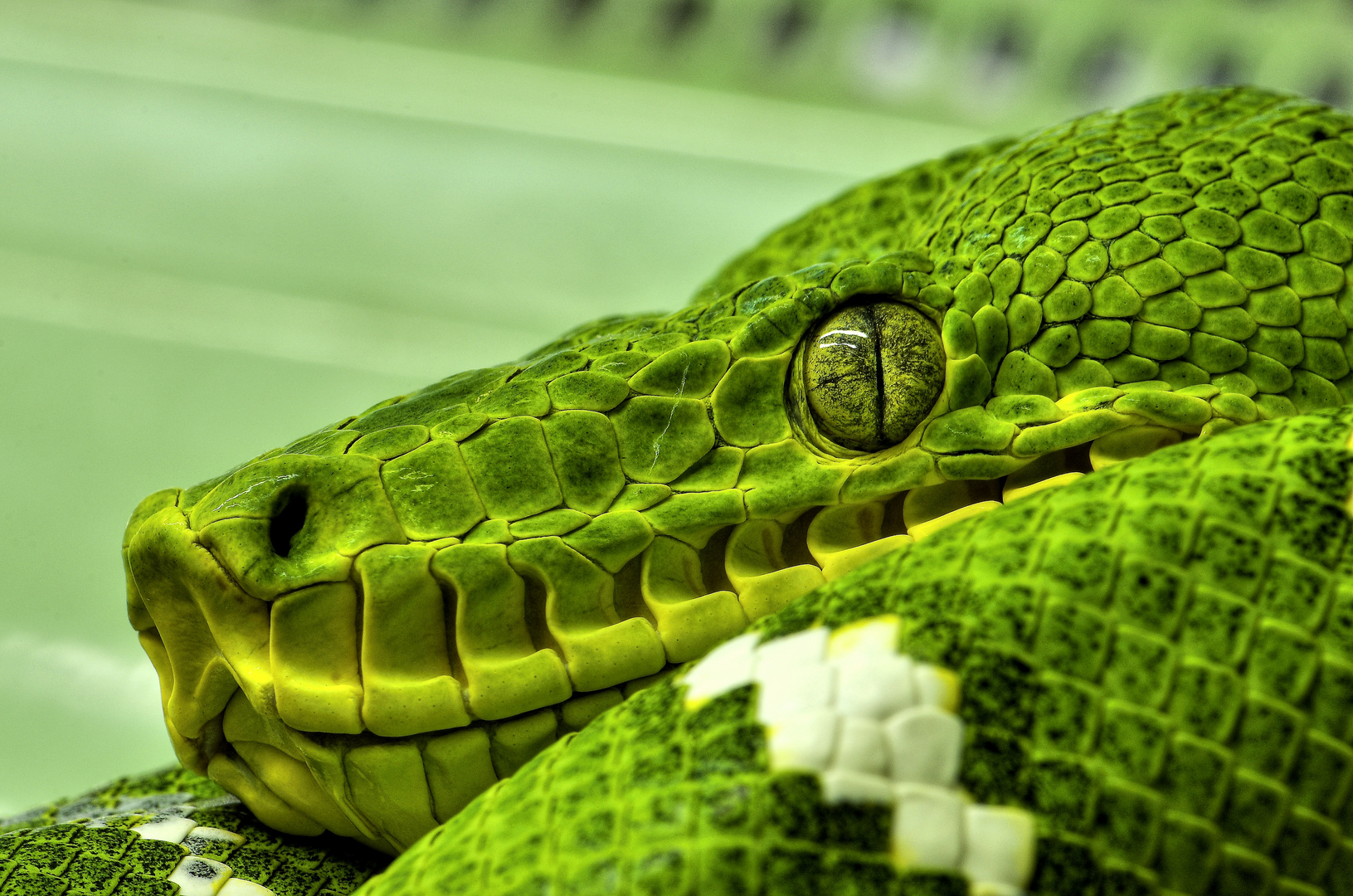 Corallus caninus Foto & Bild tiere, zoo, wildpark & falknerei