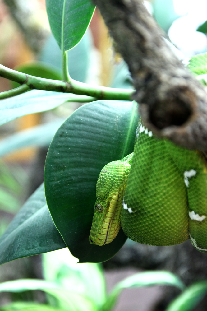 Corallus Caninus - Grüner Hundskopfschlinger