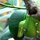 Corallus Caninus - Grüner Hundskopfschlinger