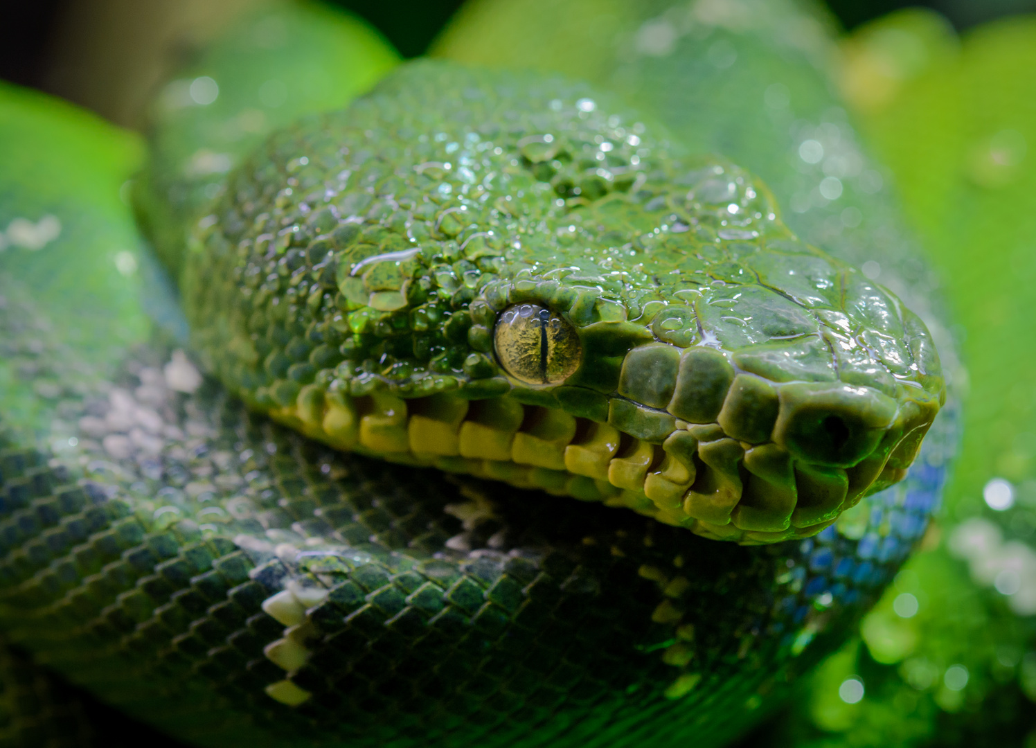 corallus caninus - head