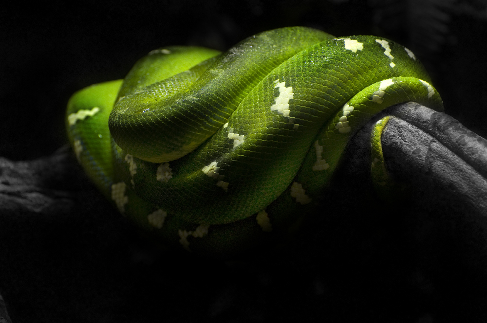 Corallus caninus( Hundskopfschlinger)