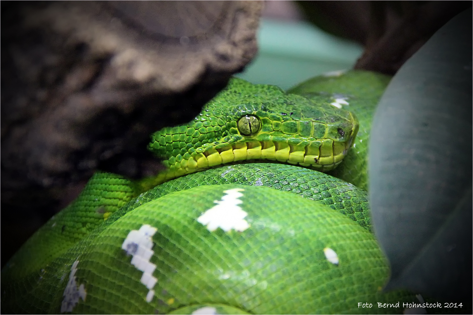 Corallus hortulanus.....