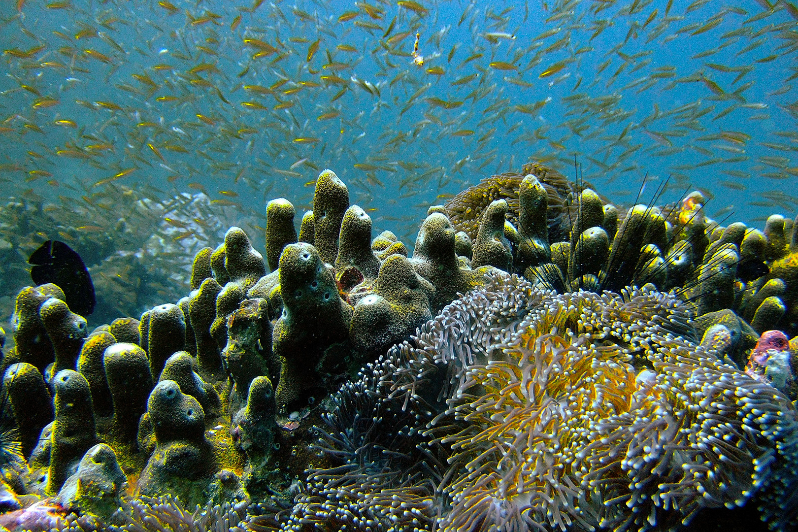 Corals, anemones and thousands of small fish