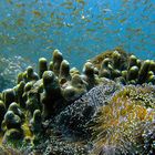 Corals, anemones and thousands of small fish