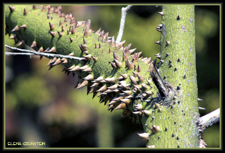 Coraza de espinas