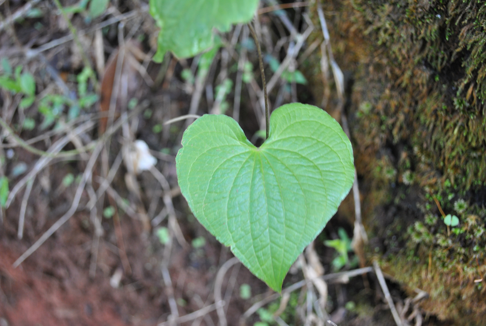 CORAZÓN