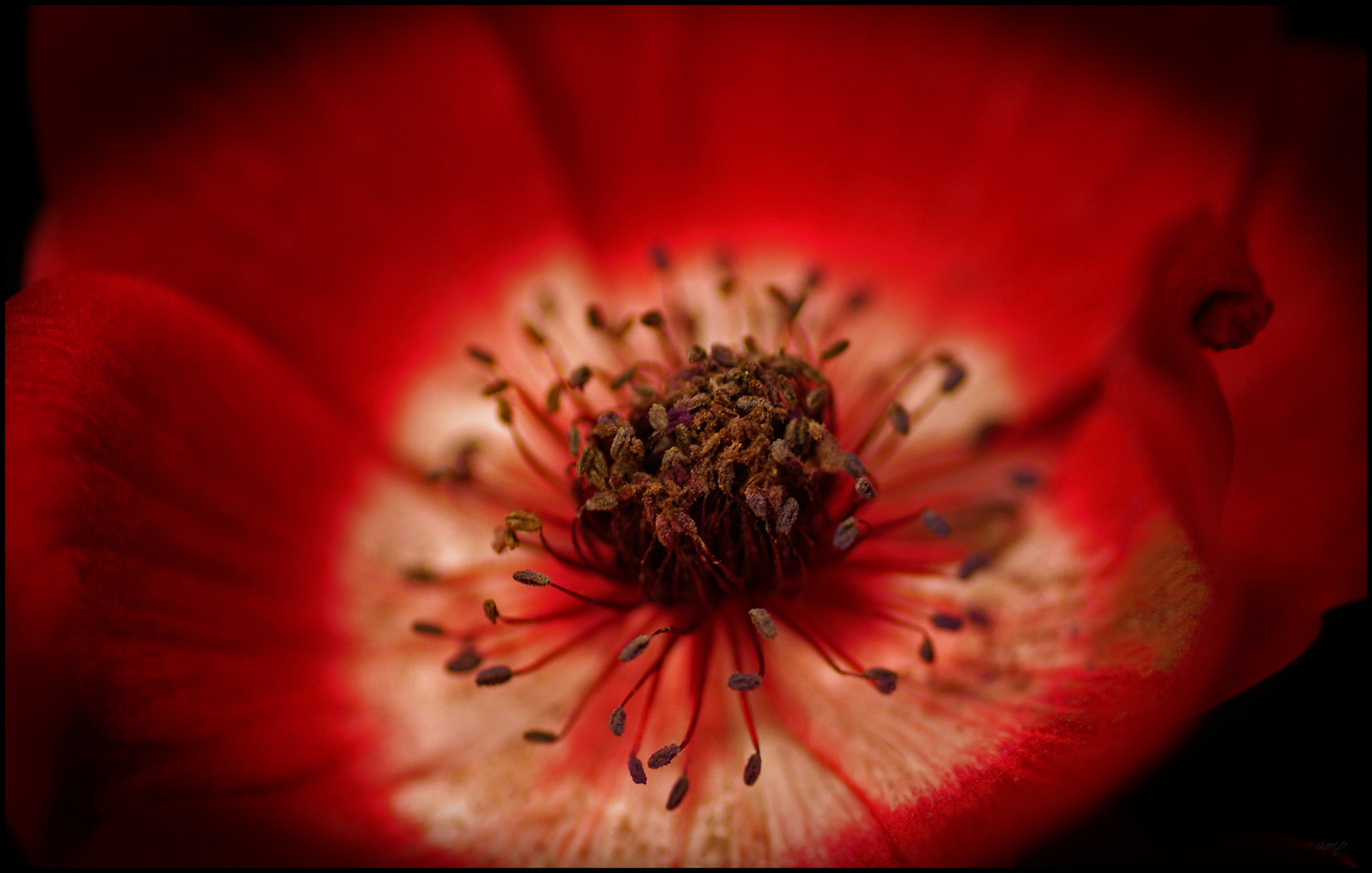 corazón de amapola