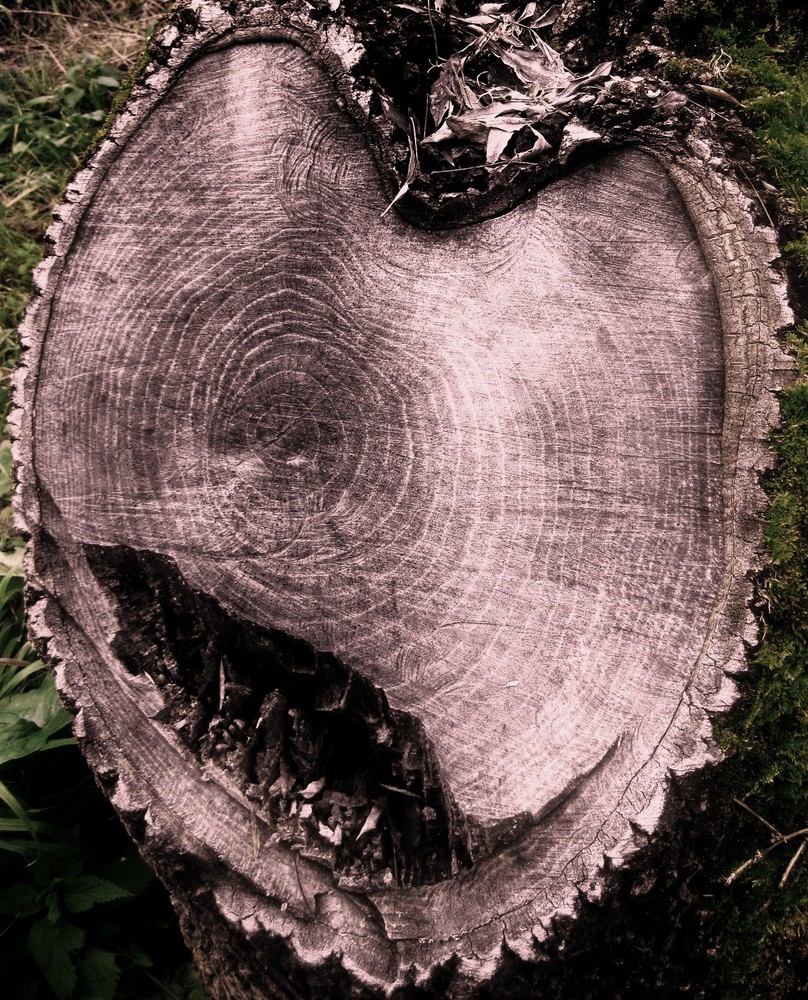 corazon de arbol