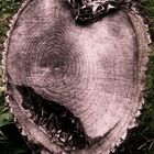 corazon de arbol