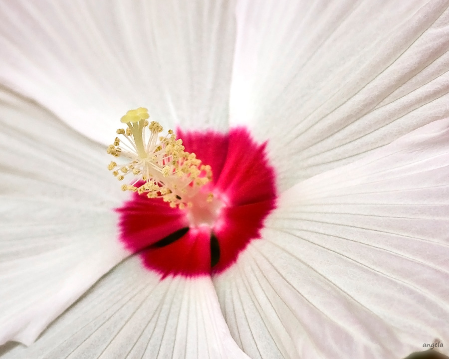 Corazòn de hibisco blanco....Brasil