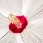 Corazòn de hibisco blanco....Brasil