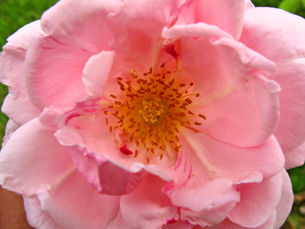 Corazón de una rosa