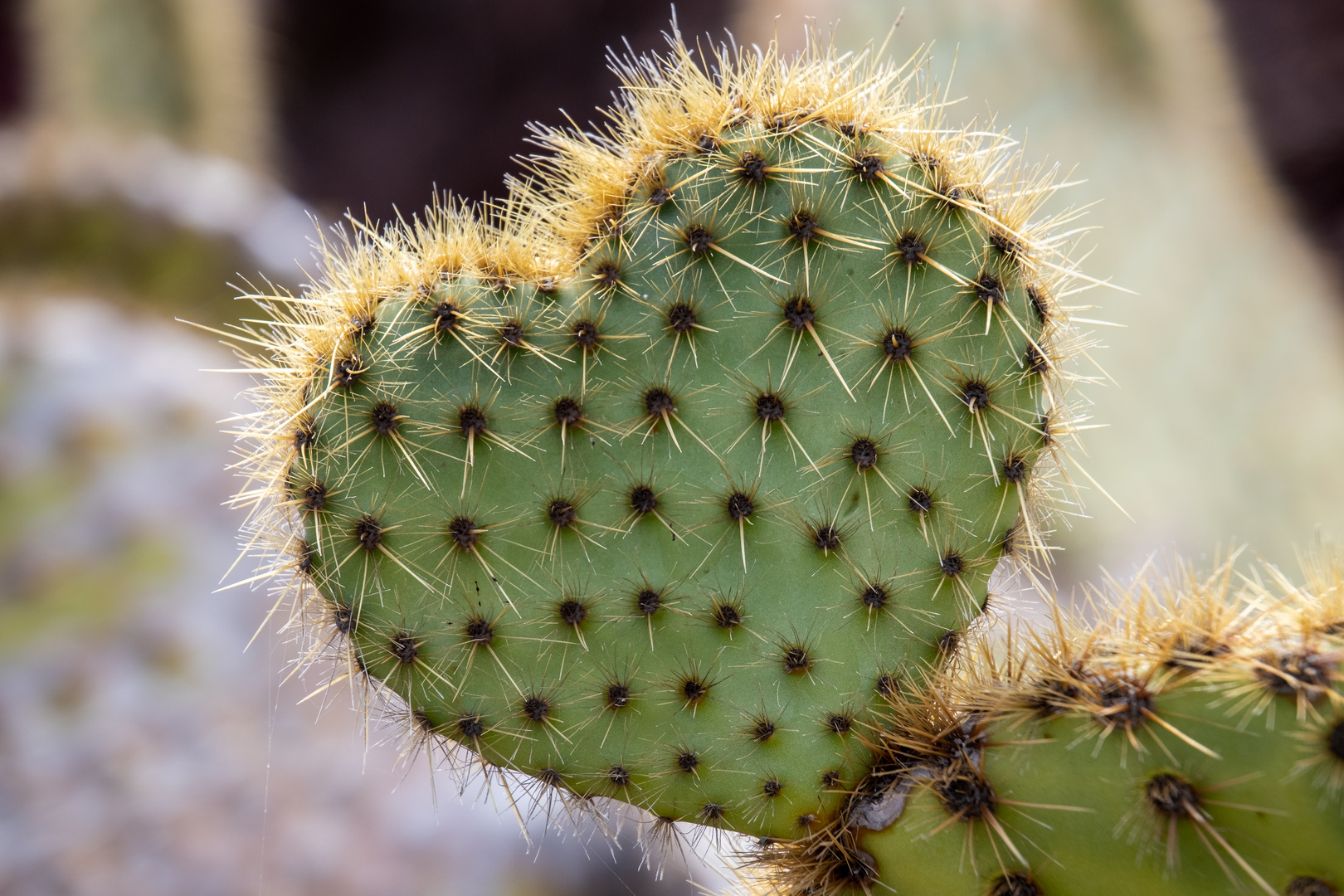 Corazon espinado