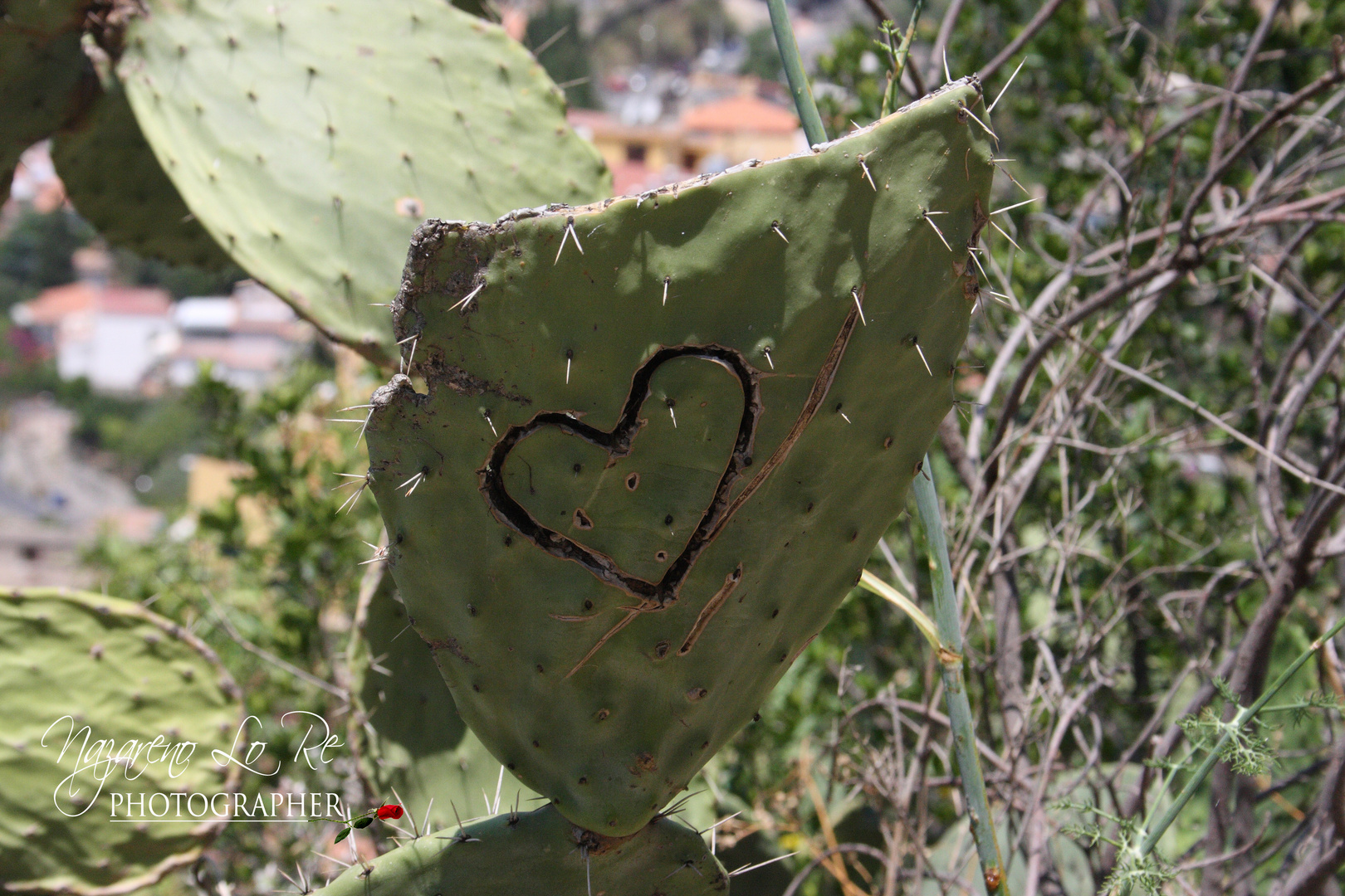 Corazon espinado