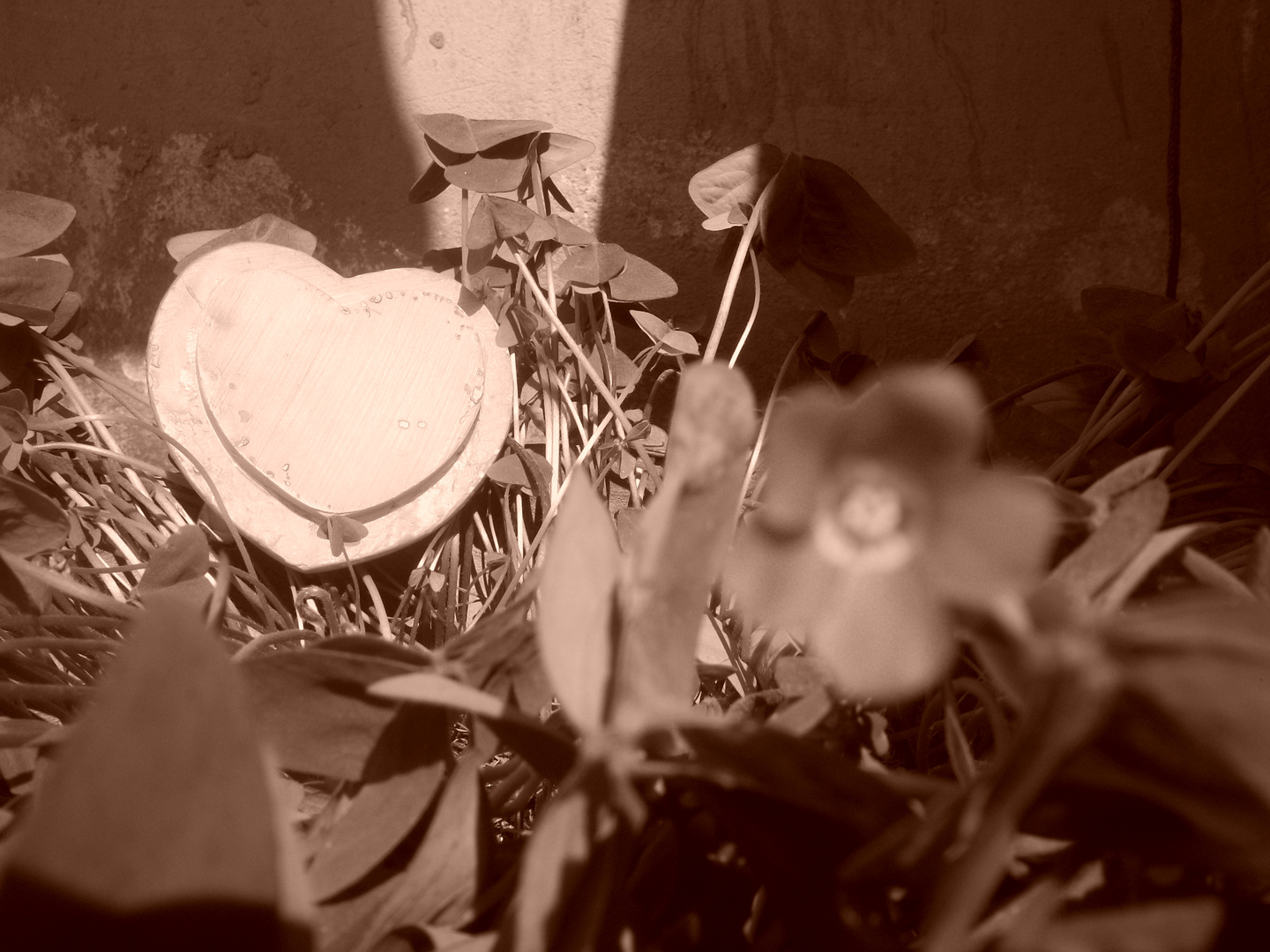 corazon sepia