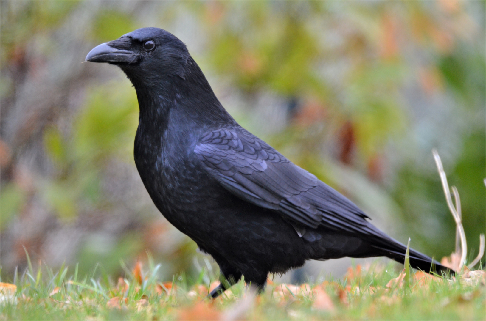 corbeau photo et image france, animaux, portraits Images