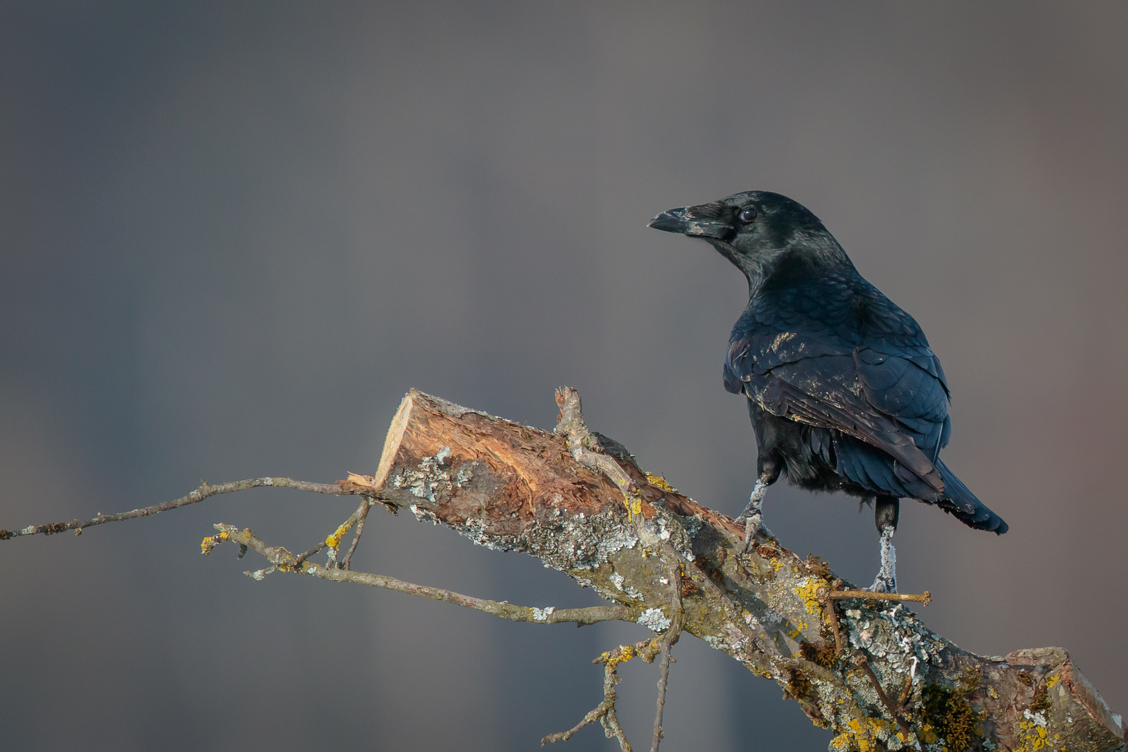 Corbeau 2, photo et image animaux, animaux sauvages, oiseaux Images
