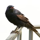 Corbeau