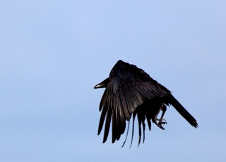 CORBEAU en VOL