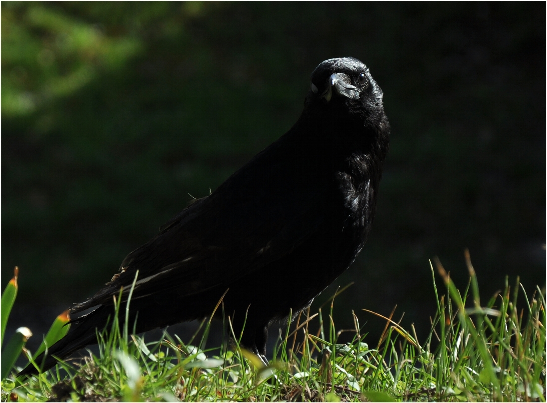 Corbeau, le face à face...