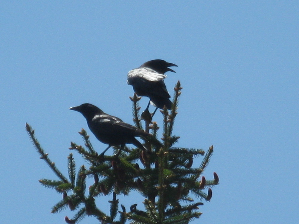 Corbeau ou conrneille