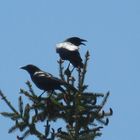 Corbeau ou conrneille