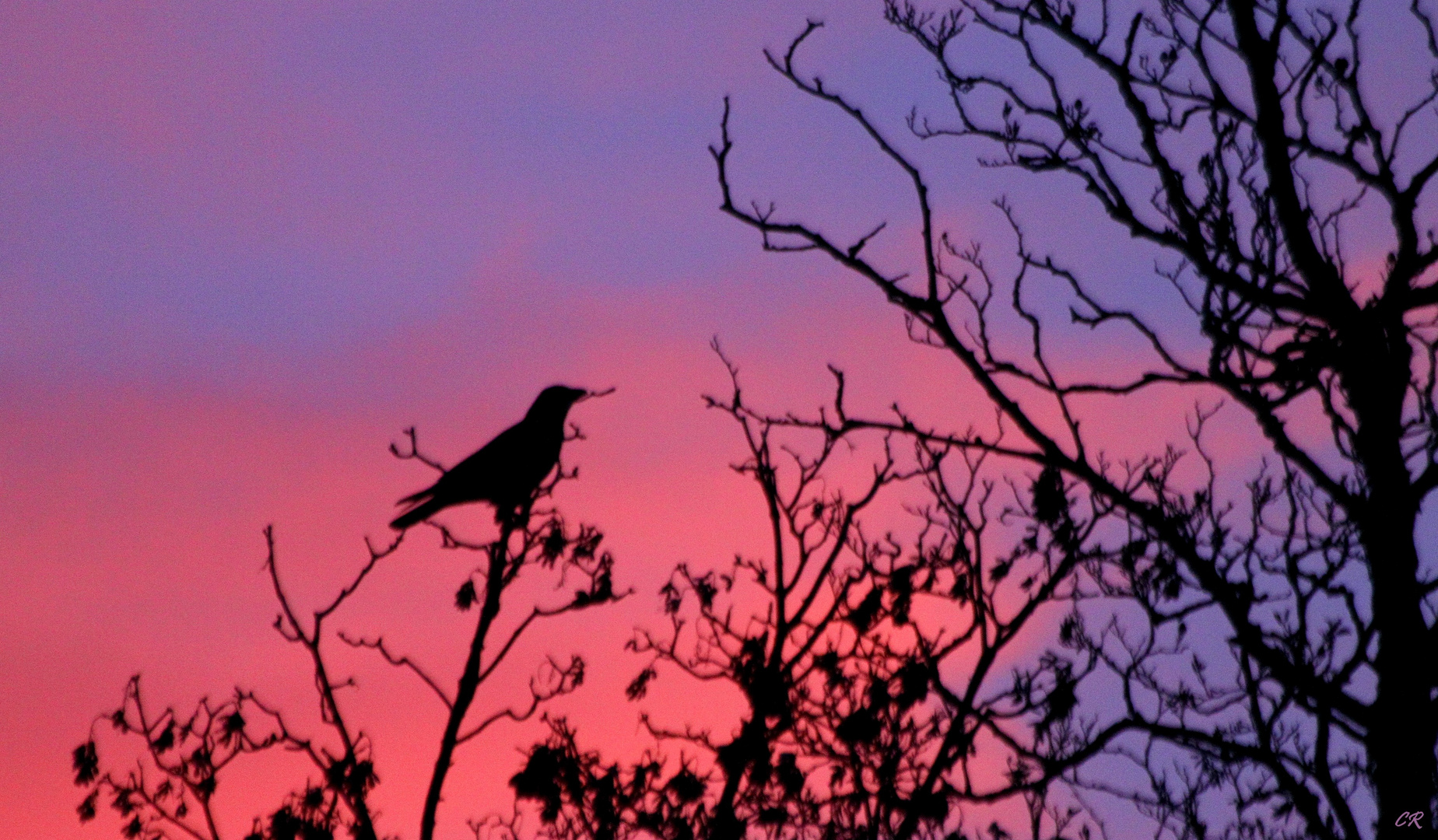 Corbeau sur fond de ciel rougeoyant