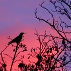 Corbeau sur fond de ciel rougeoyant