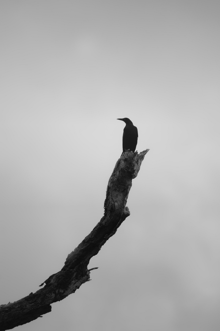 Corbeau sur son arbre perché...ou ce qu'il en reste