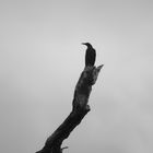 Corbeau sur son arbre perché...ou ce qu'il en reste