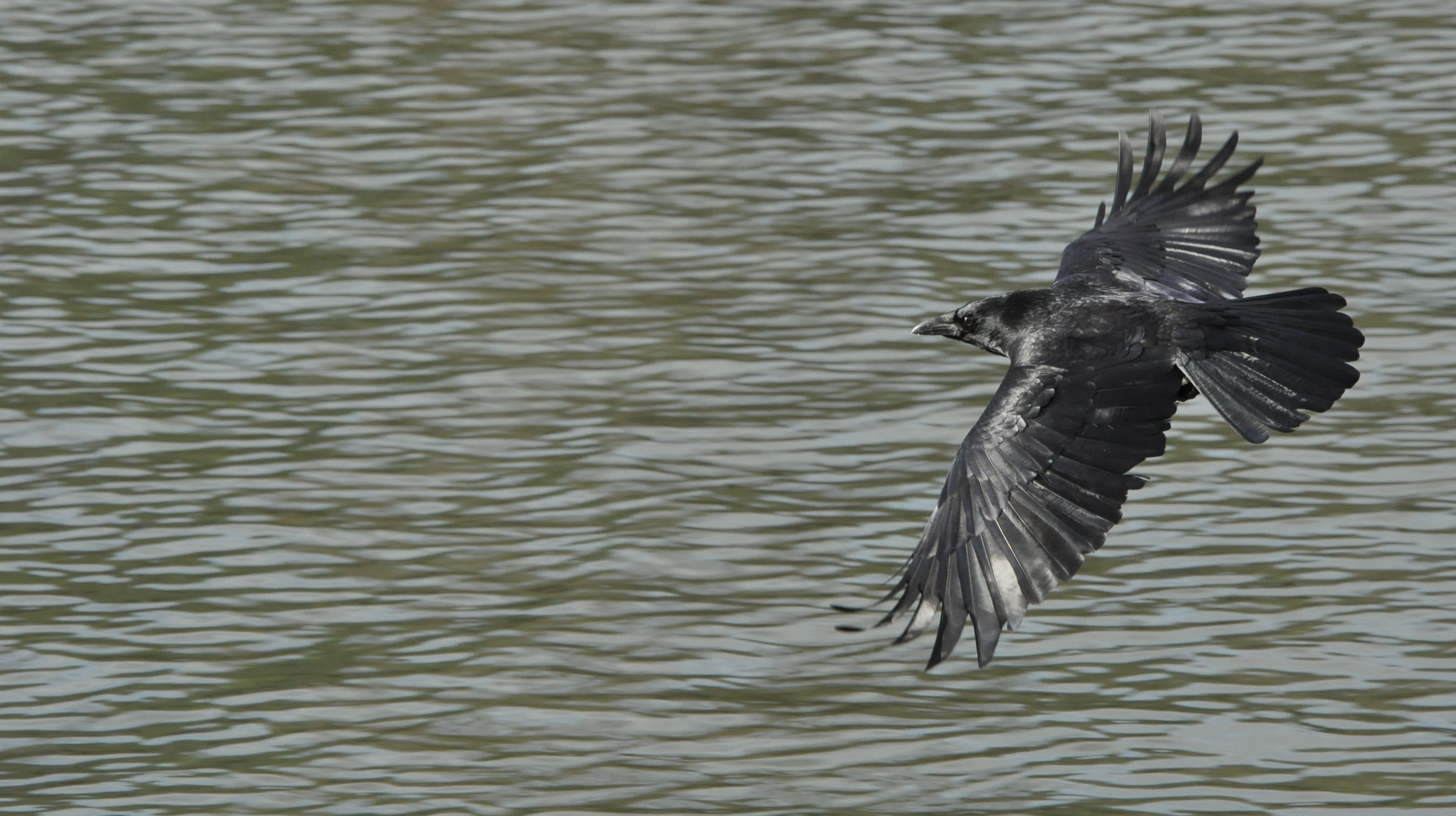 Corbeau volant au-dessus des eaux