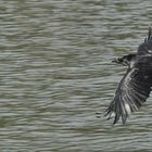 Corbeau volant au-dessus des eaux