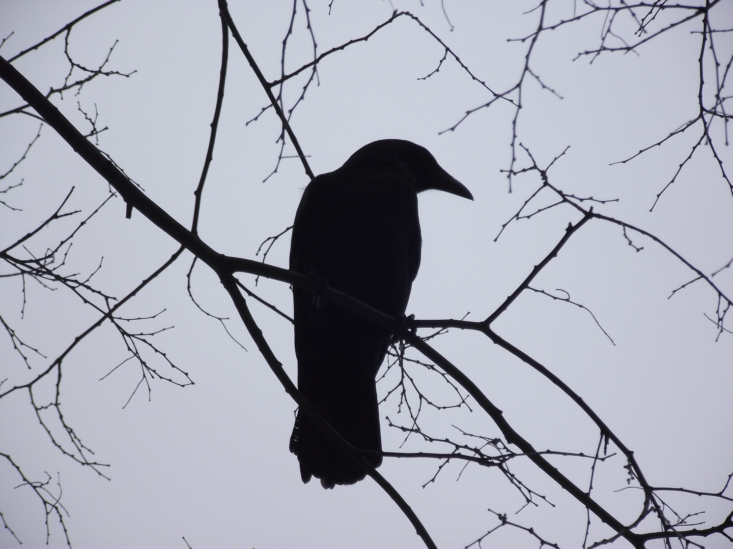 Corbeaux en contre-jour