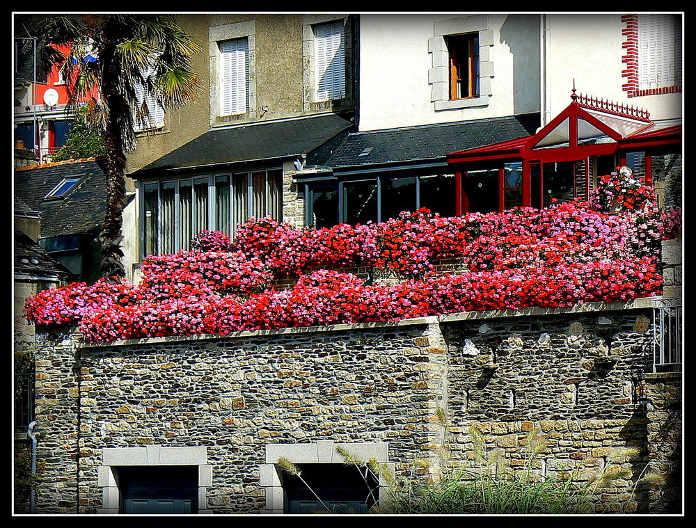 CORBEILLE DE GERANIUMS