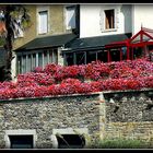 CORBEILLE DE GERANIUMS