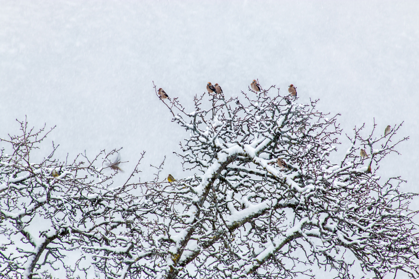 Corbeyrier - Canton de Vaud - Suisse - 3