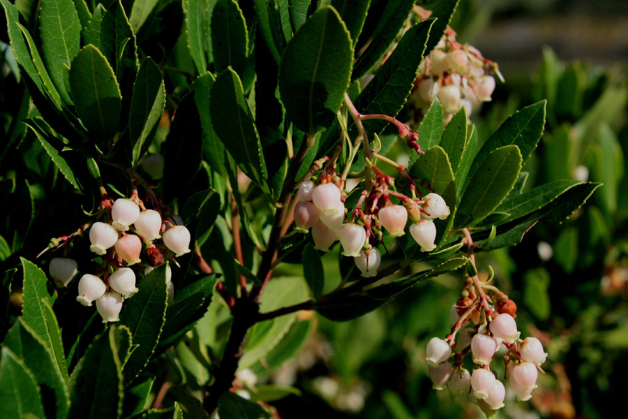 Corbezzolo in fiore