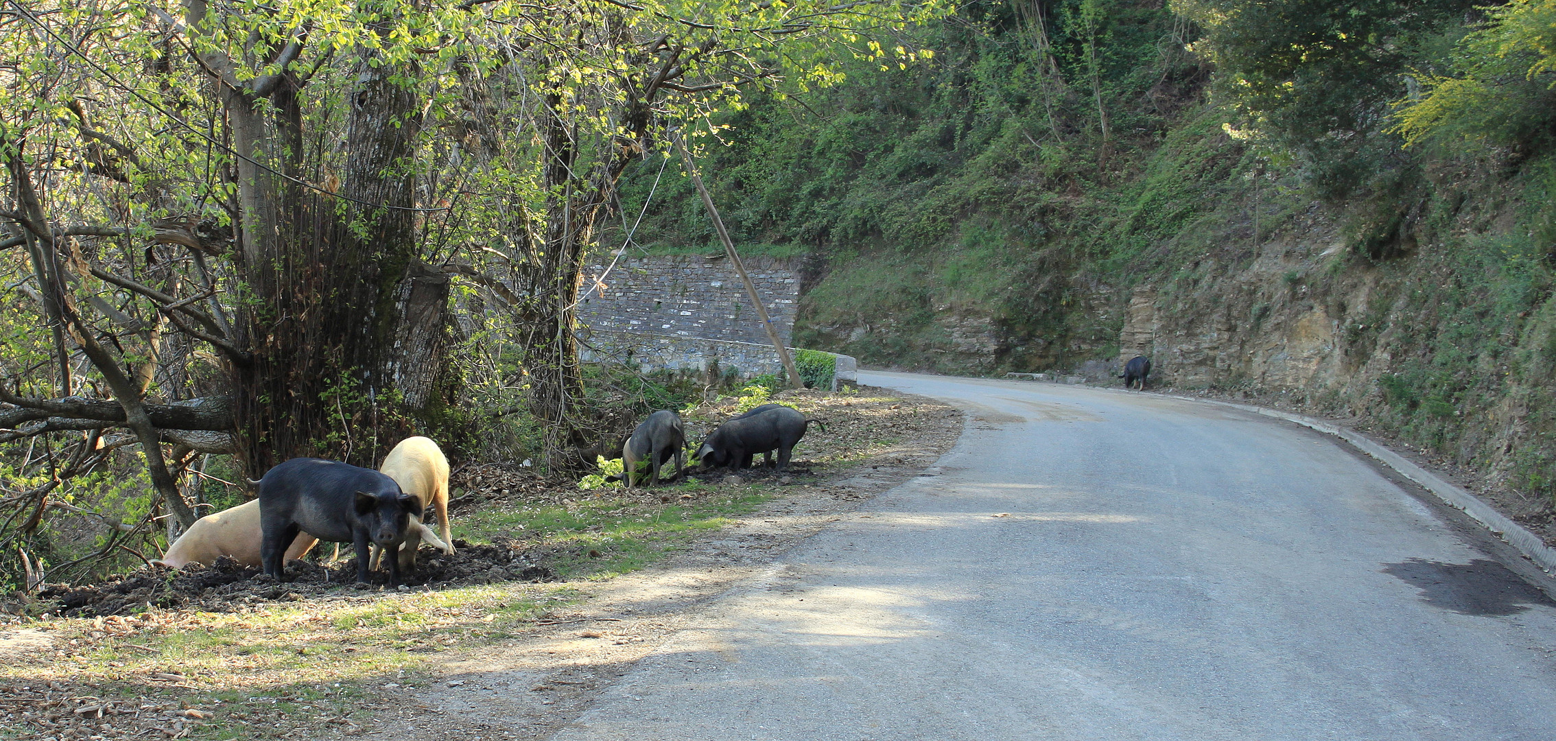 Córcega / Corse / Korsika...13