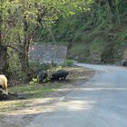 Córcega / Corse / Korsika...13