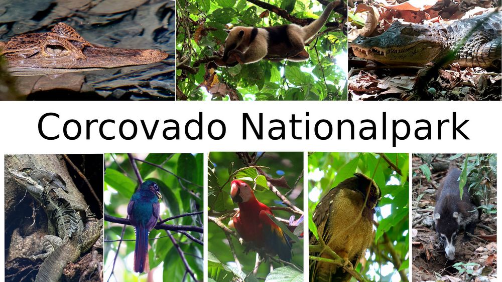 Corcovado Nationalpark 