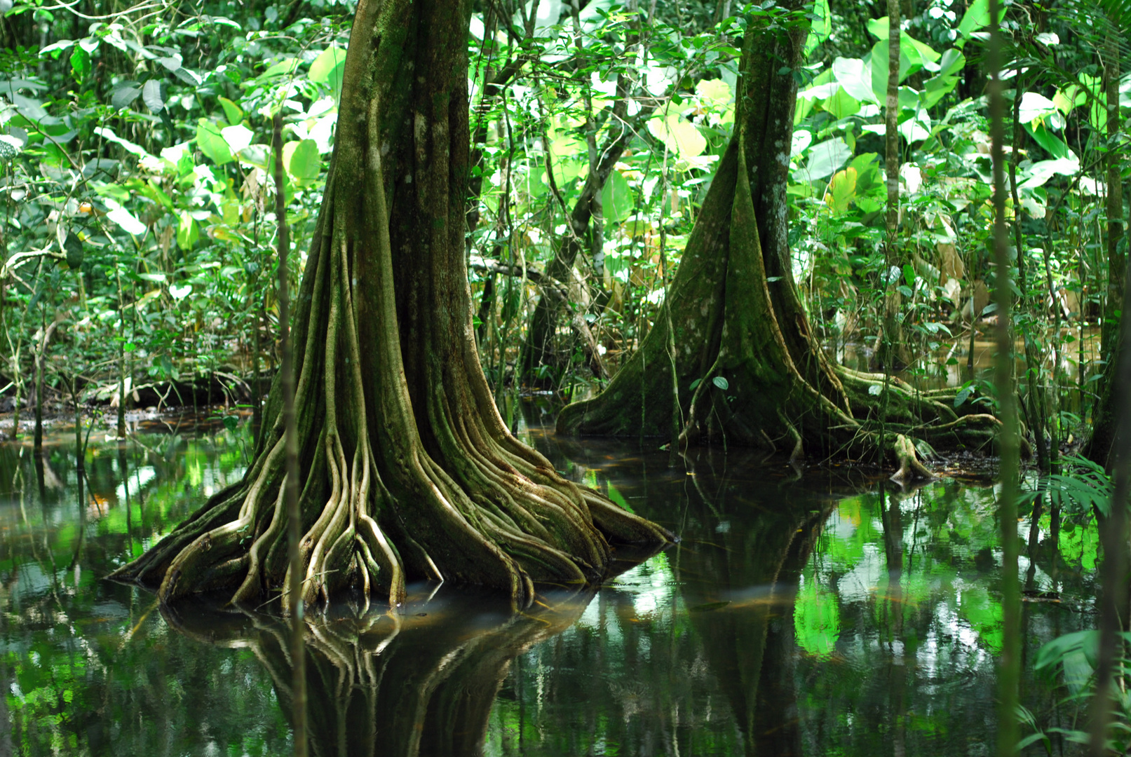 Corcovado-Nationalpark Costa Rica