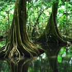 Corcovado-Nationalpark Costa Rica