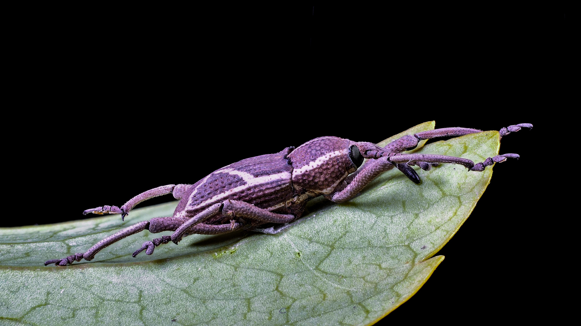 Corculiondae spec